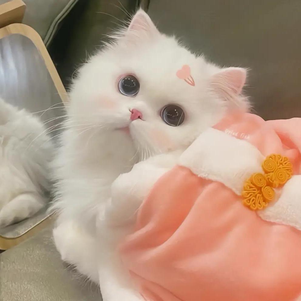 小白