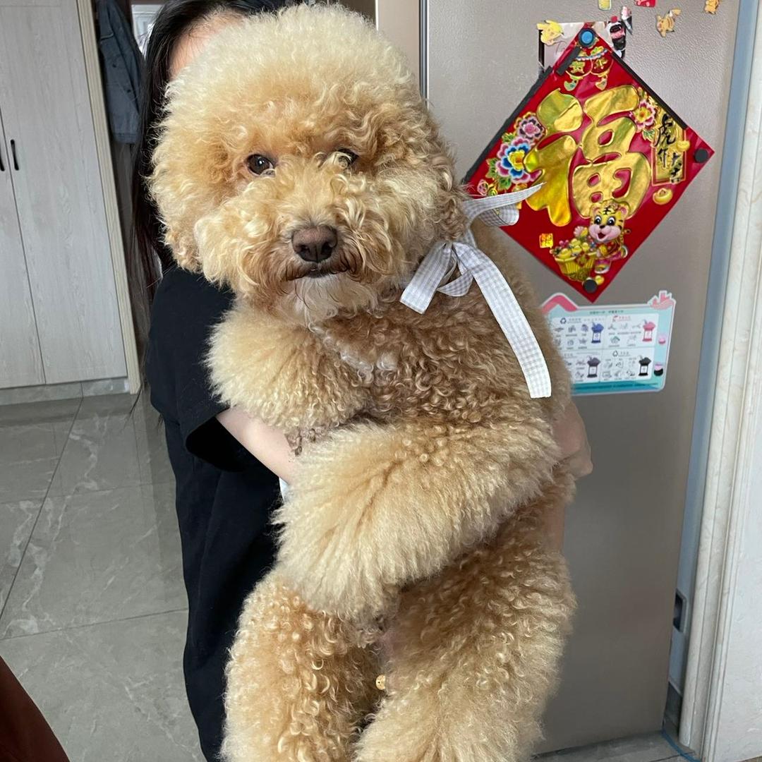 鹤望兰