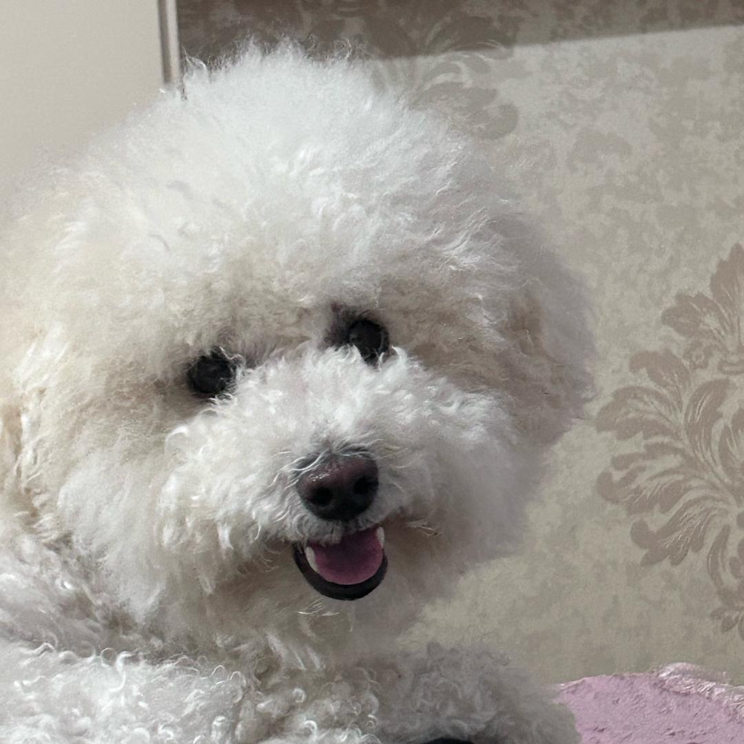 💗比熊lucky💗🌸麻麻🦋