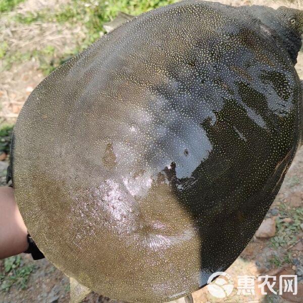 康熙卖甲鱼