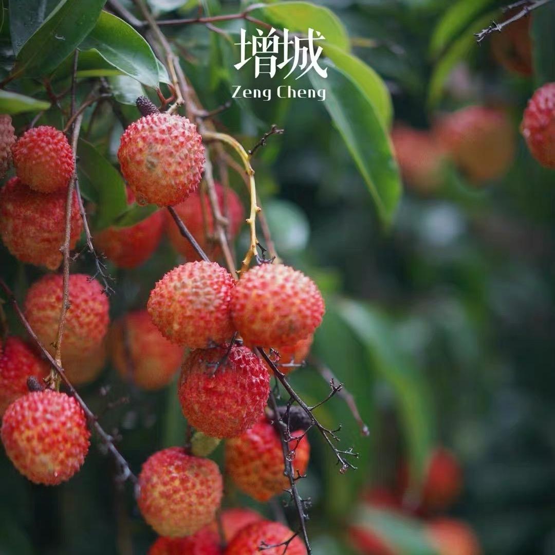 🍒增城荔枝君