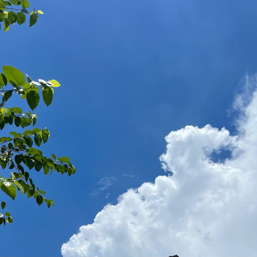 杏仁🌻