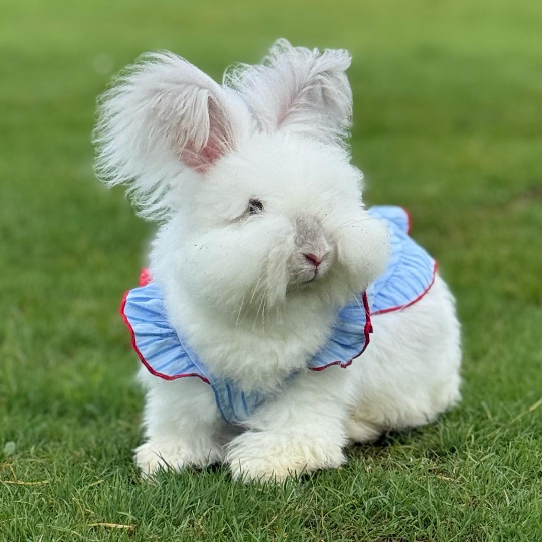 🐰兔小匠「家庭兔舍」🐰