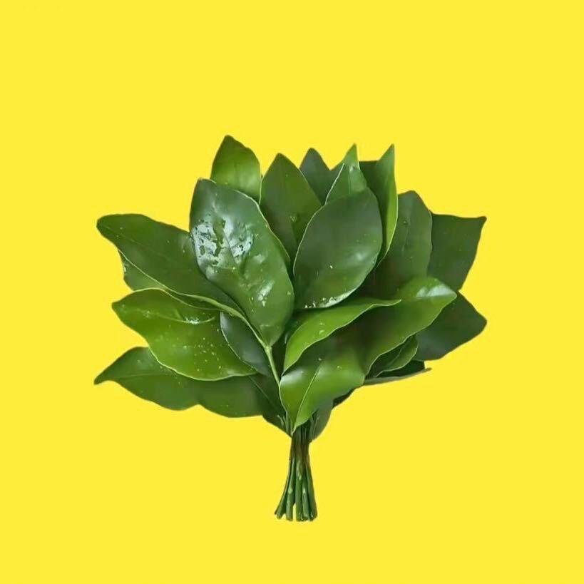 仙女贺  女装甄选