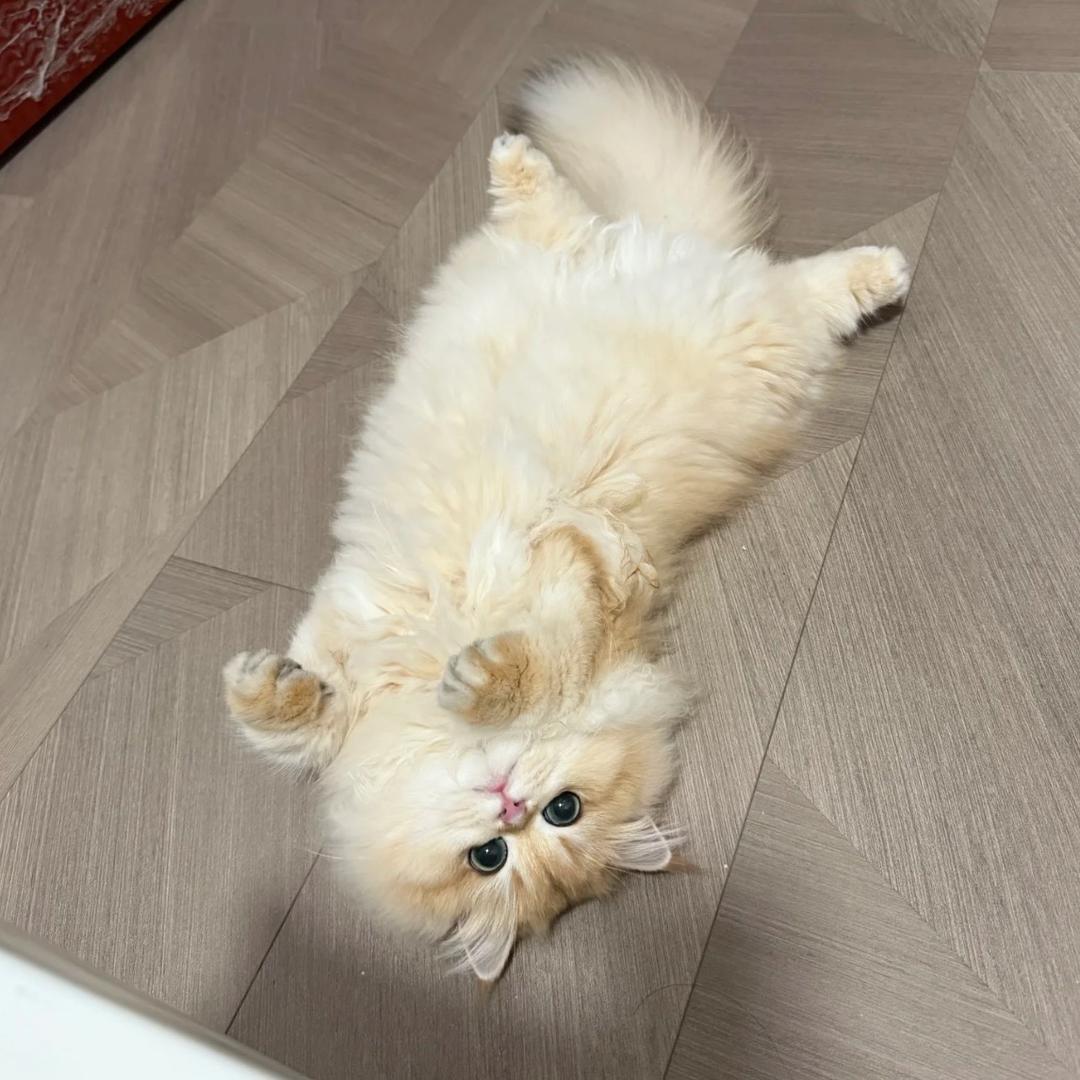 妙妙乐宠物