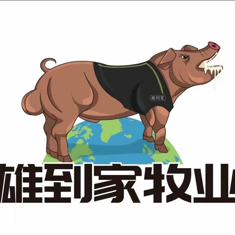 雪儿谈养猪【雄到家高端种猪销售总监】