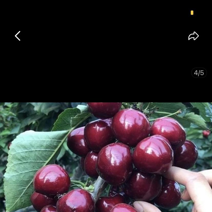 萧鲜生扶风万泰农产品有限公司果树苗木专卖店