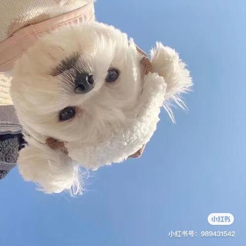 小情绪💤