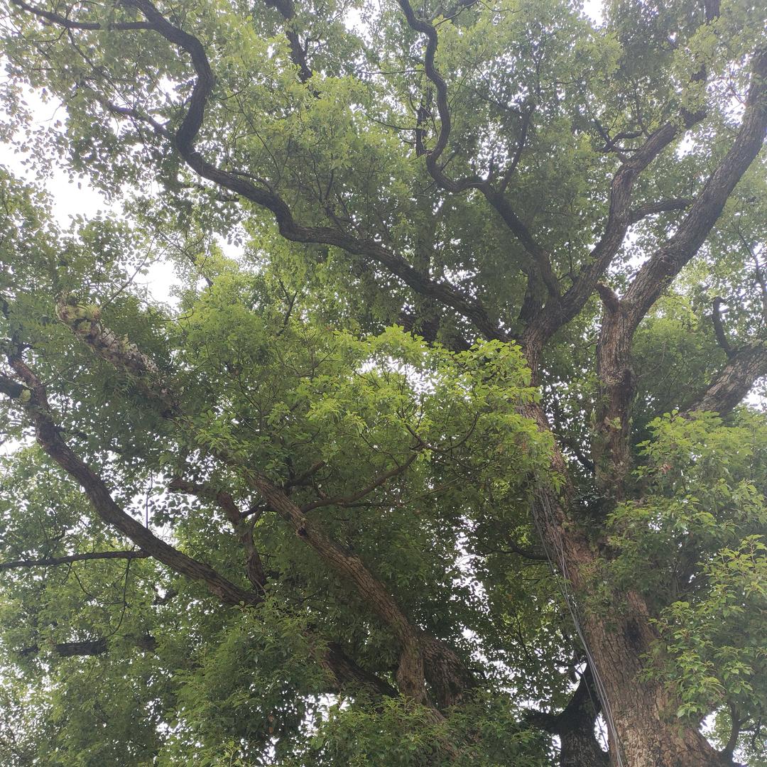 绿水青山守望者（护林员）