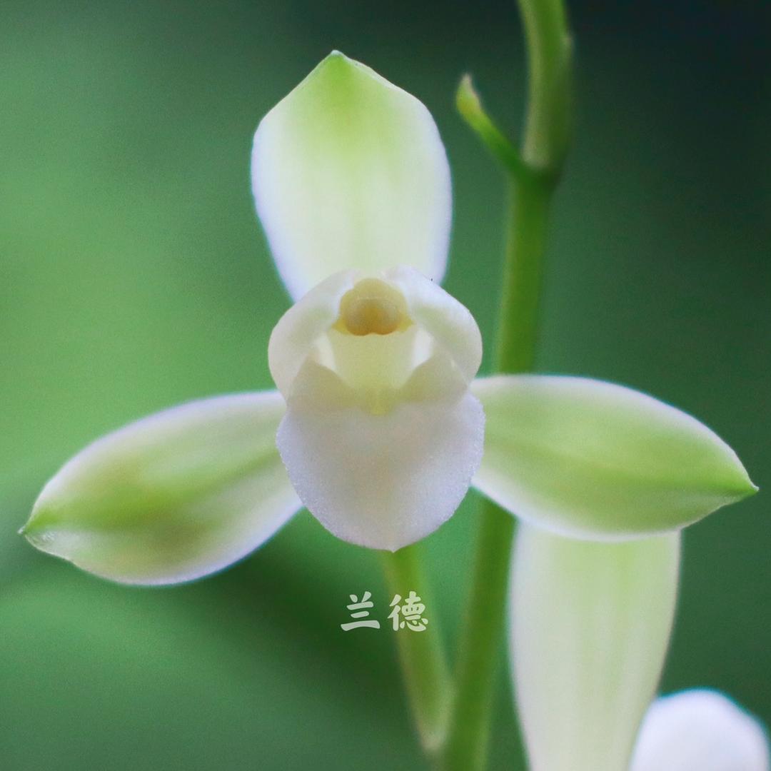 兰德