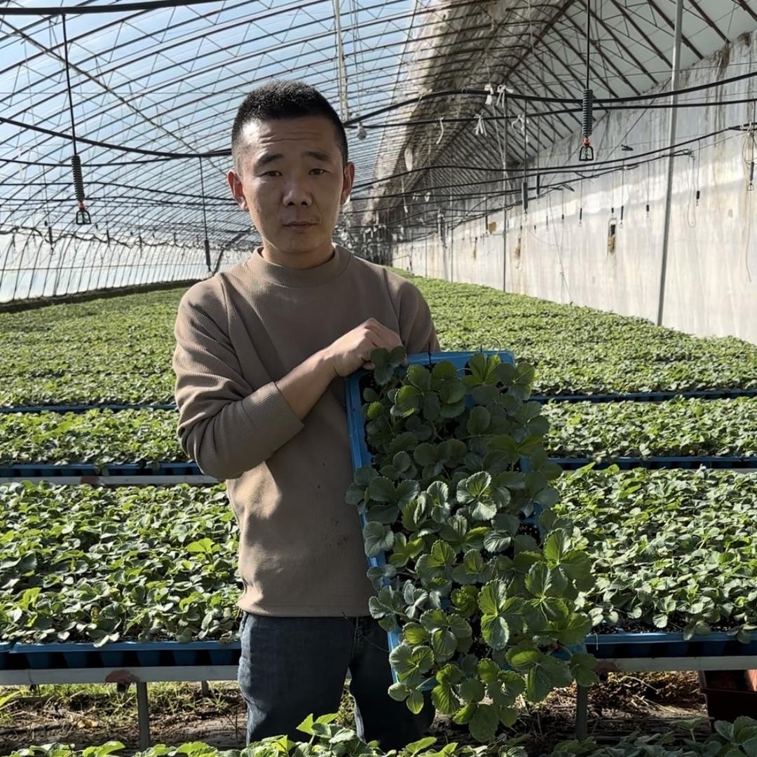 七色草莓育苗基地