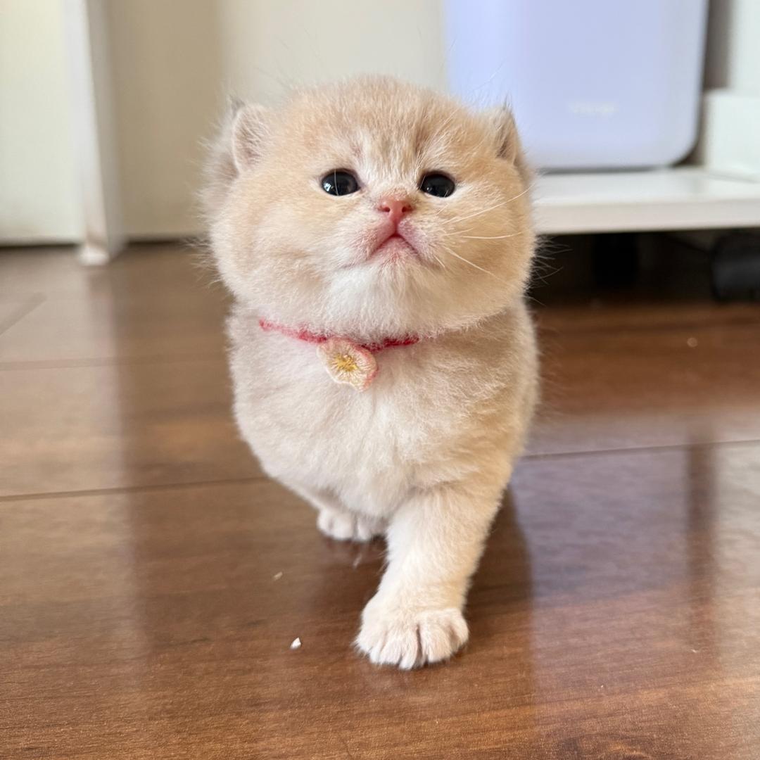 上帝的宠猫