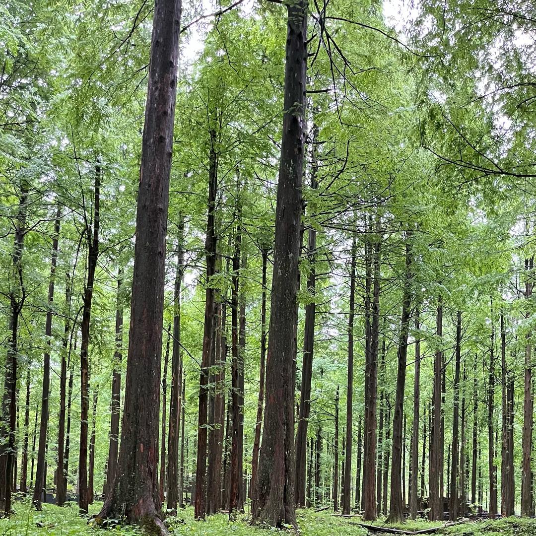 洞口县月林苏宝顶度假村