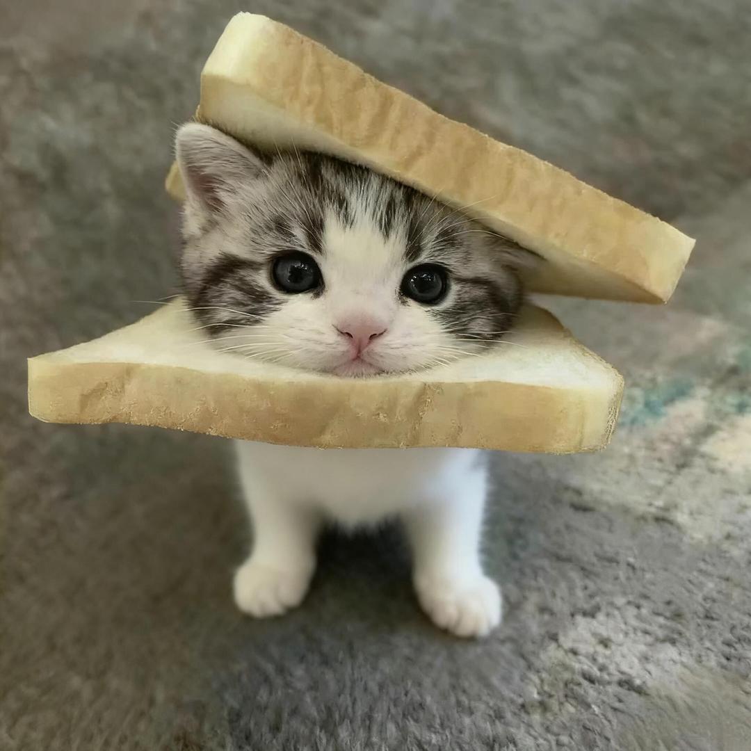 ^⎚˕⎚^