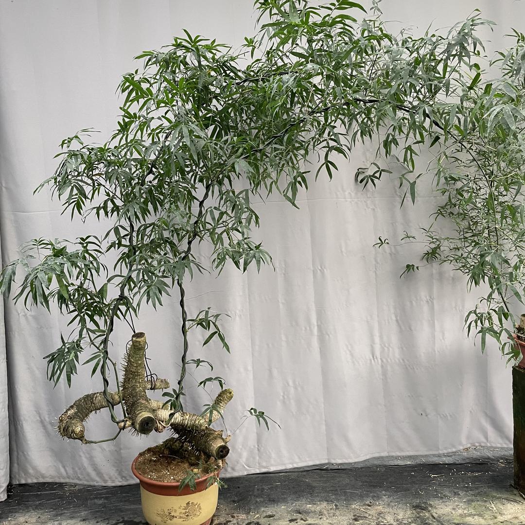 花木兰园艺绿植