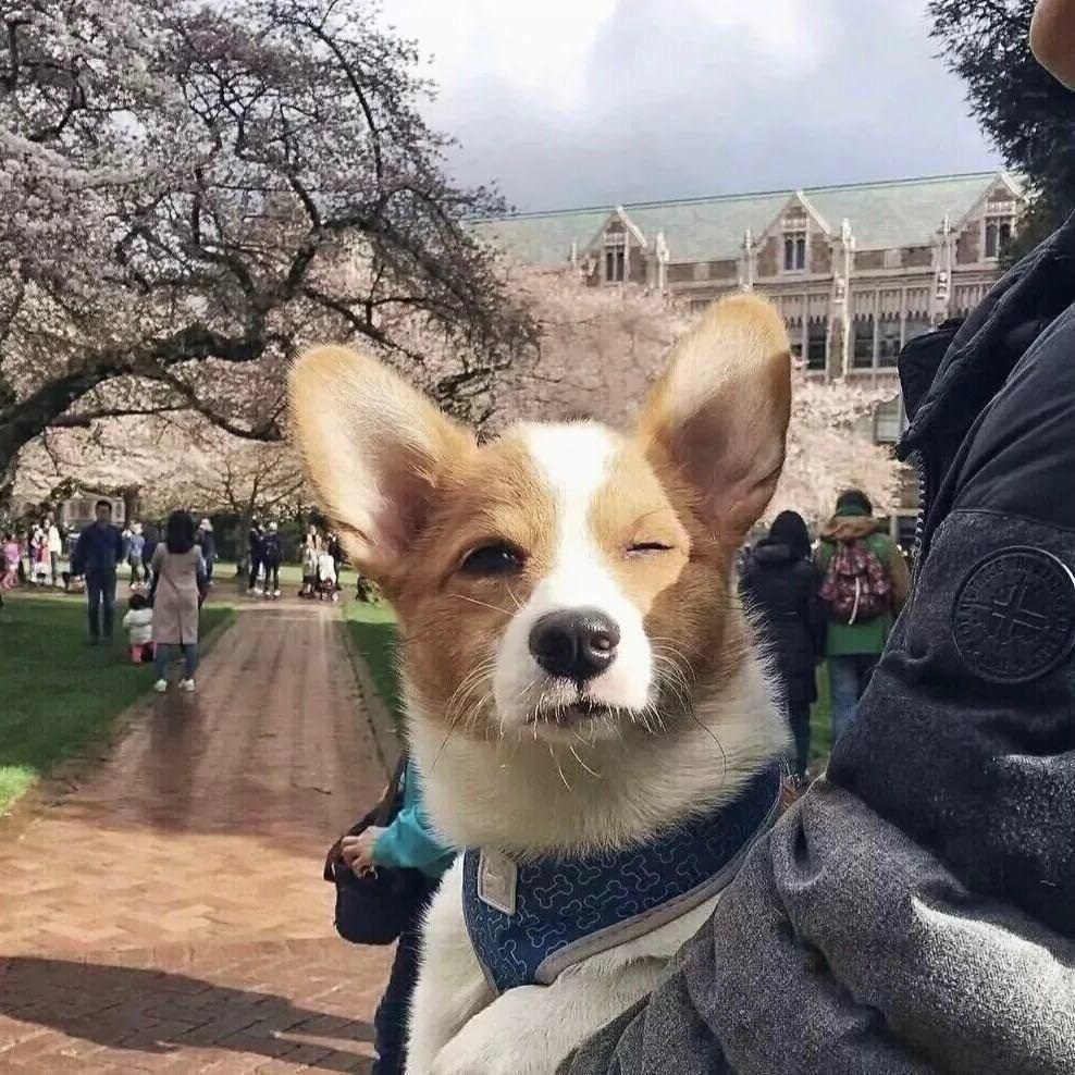 大琛