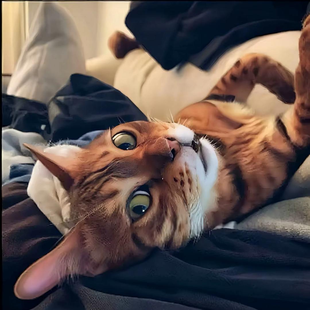 骂我的都是日本人