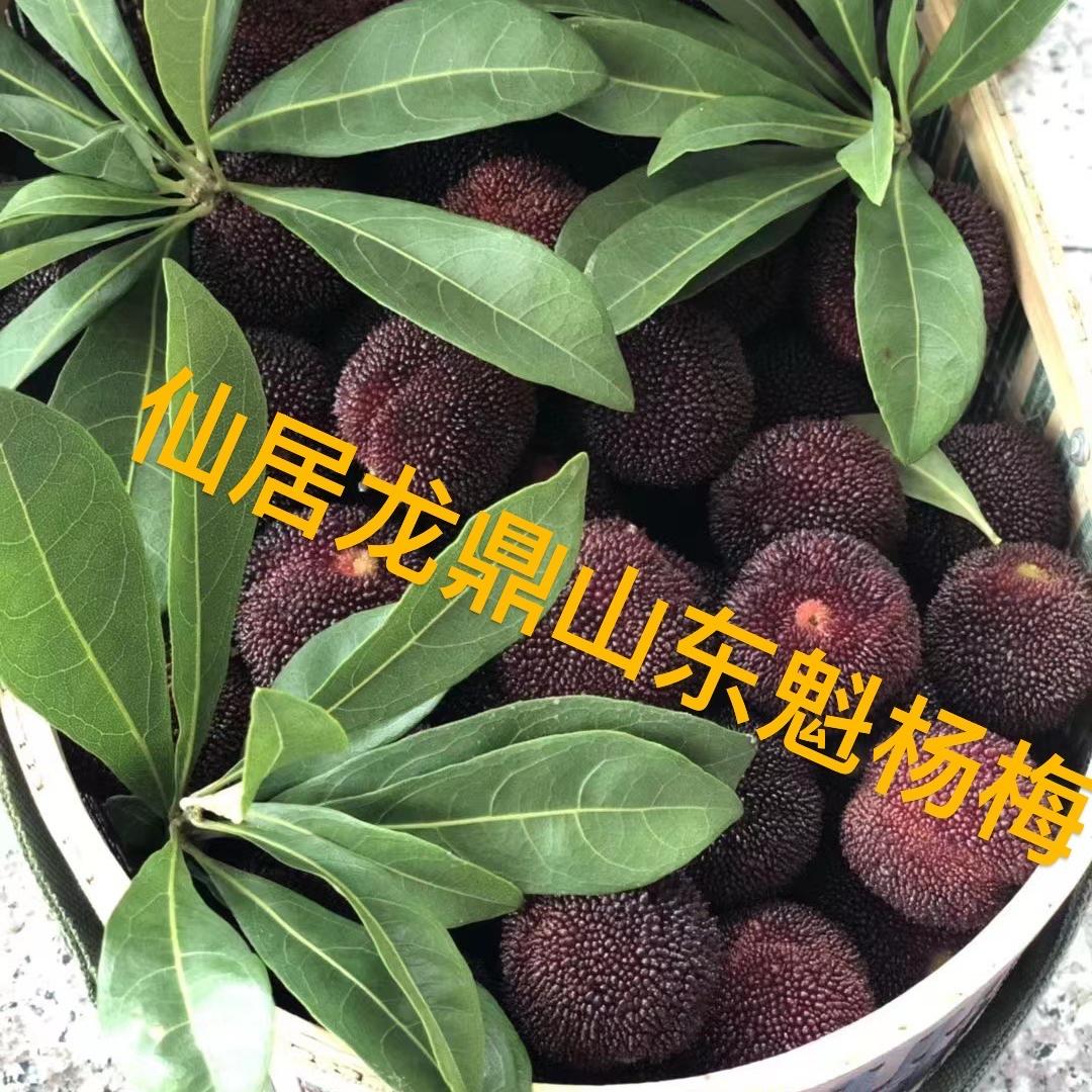 龙鼎山杨梅合作社
