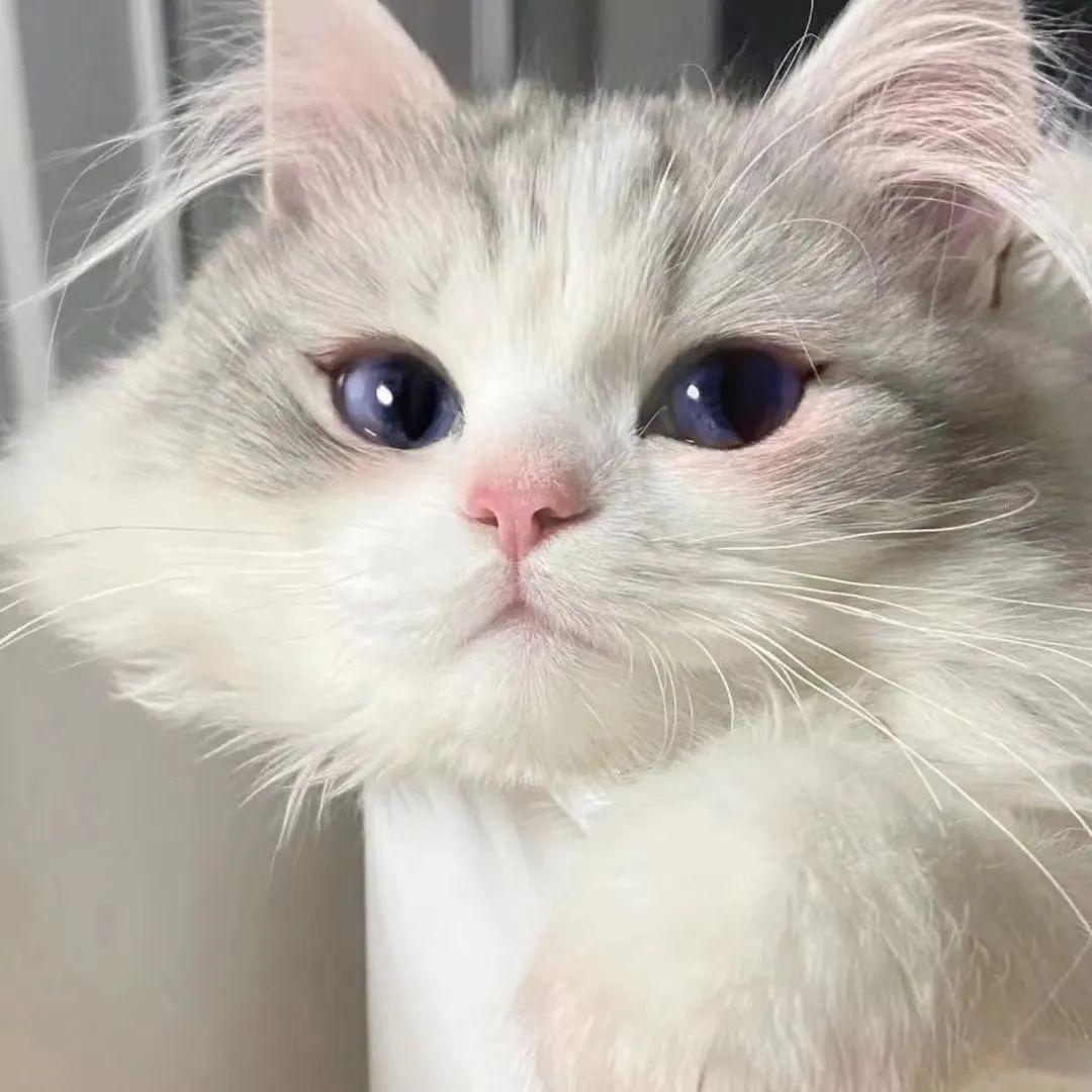 流泪猫猫头