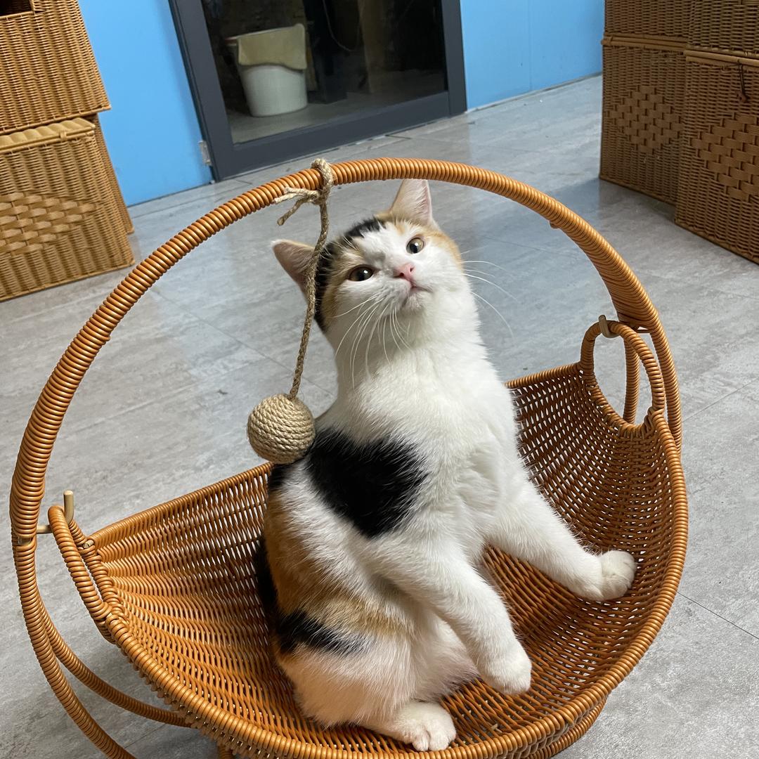 藤藤宠物工艺品