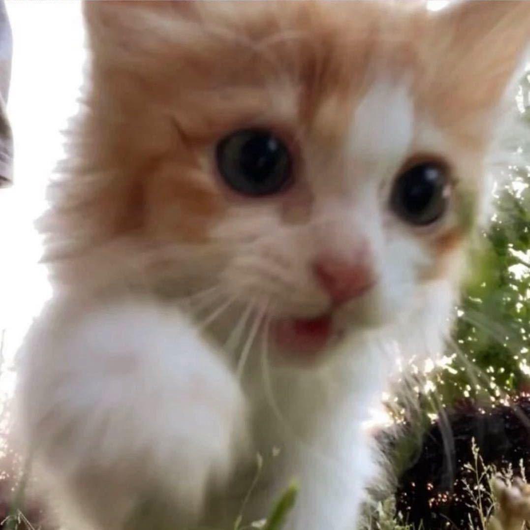 悲伤的橘子猫
