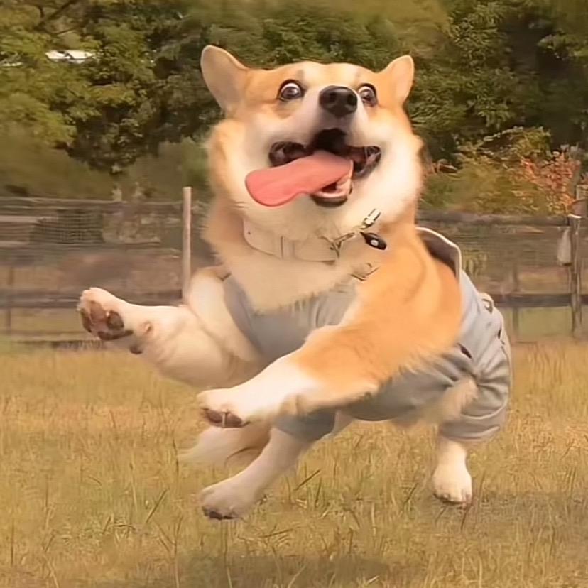 月亮是被我啃弯的🌙