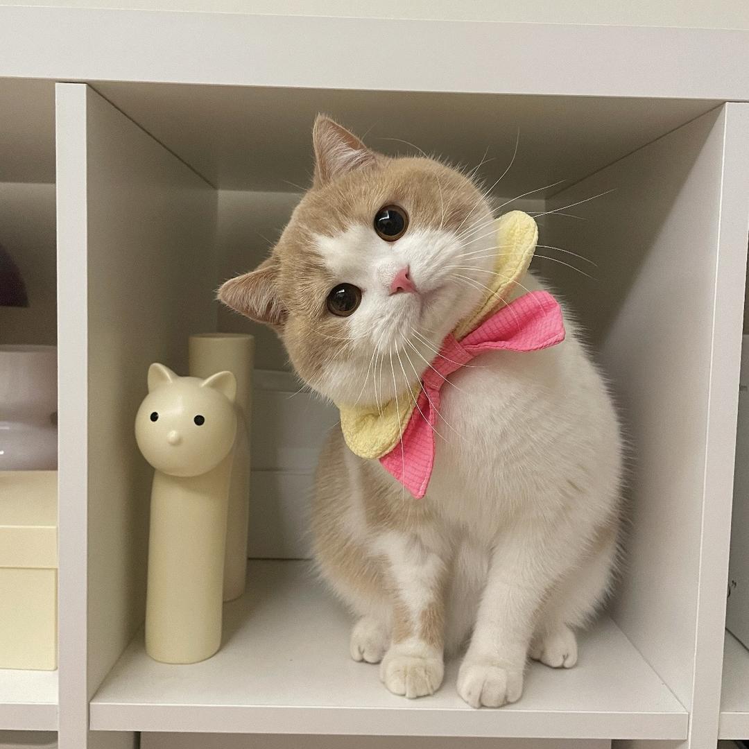 夜猫子猫猫馆
