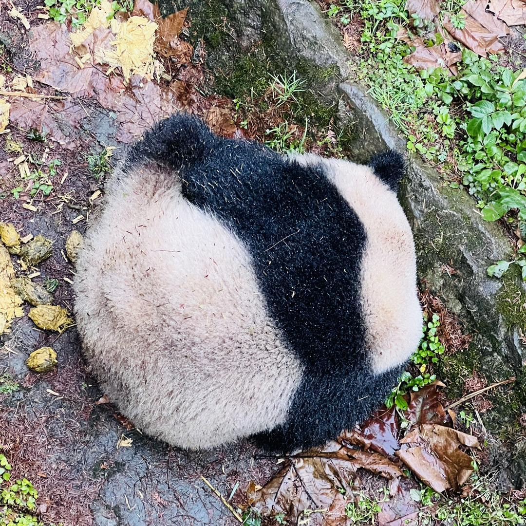 竹笋