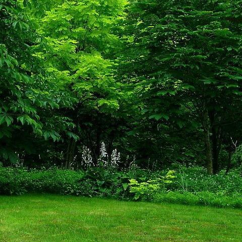 一人撑伞雨中行.