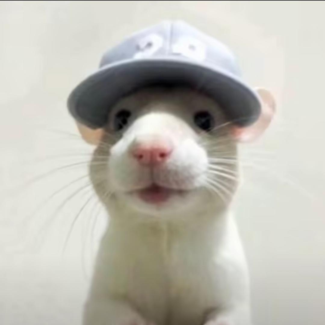 迟迟