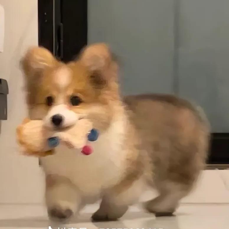 葶