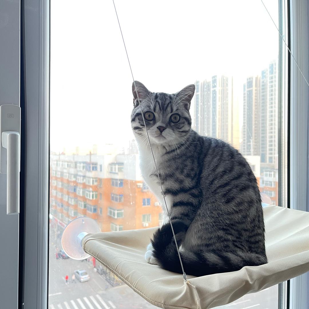Maxcat