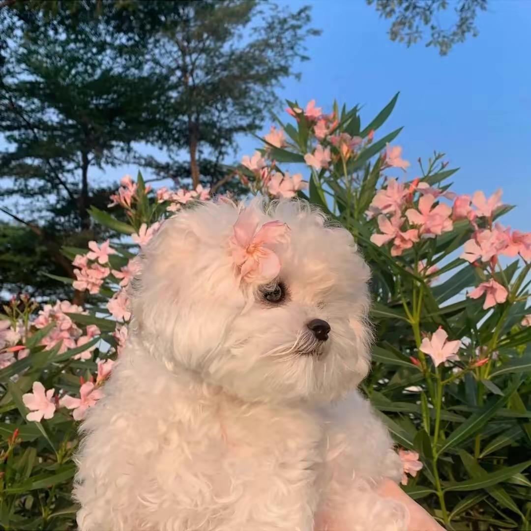 爱七香菜