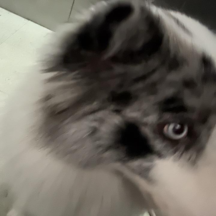 林泽（三角洲行动）