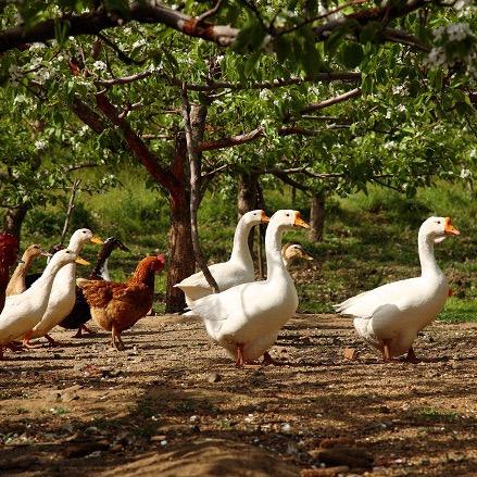 重庆土鸡土鸭土鹅批发零售