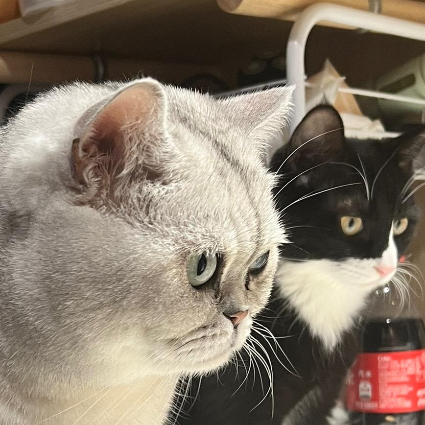 美女和猫