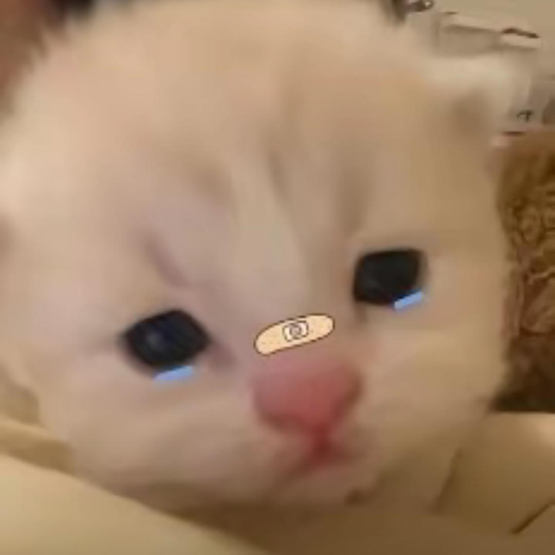 芝士饼