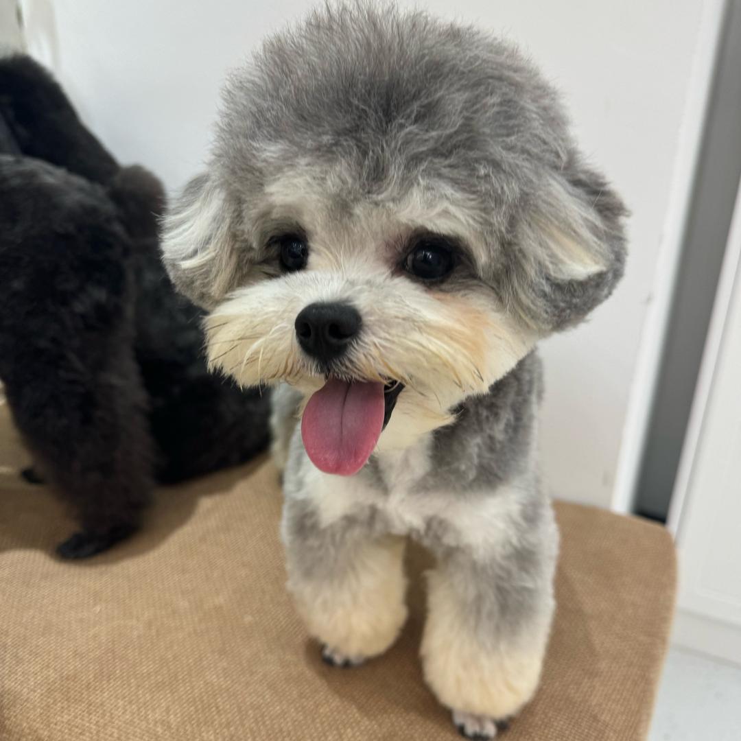 小何