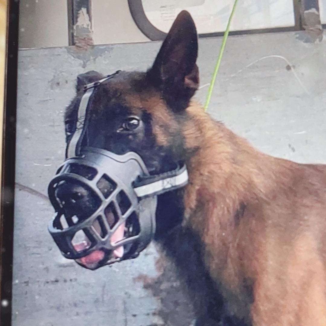 大圣是只秋田犬