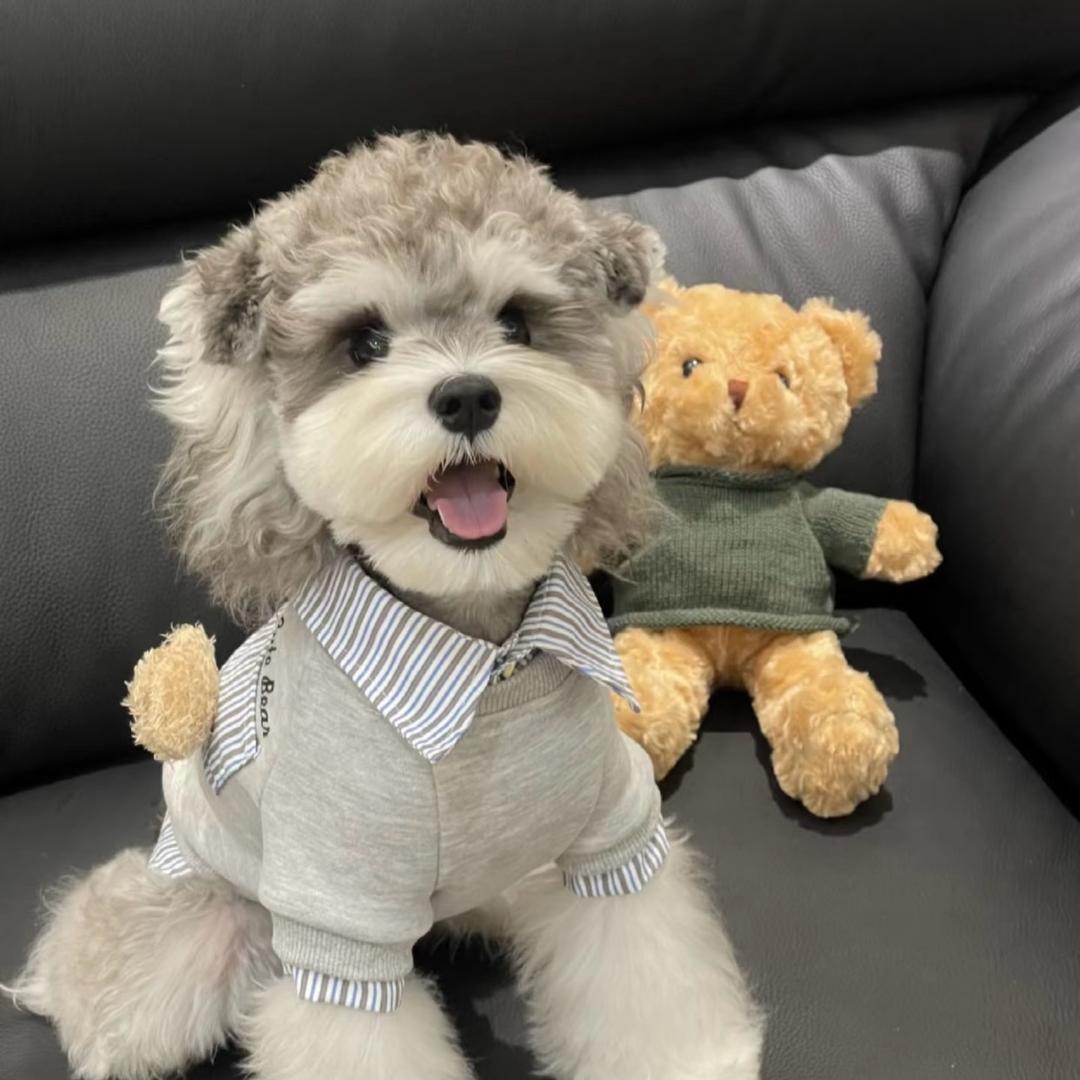 养狗的美女艾陆.