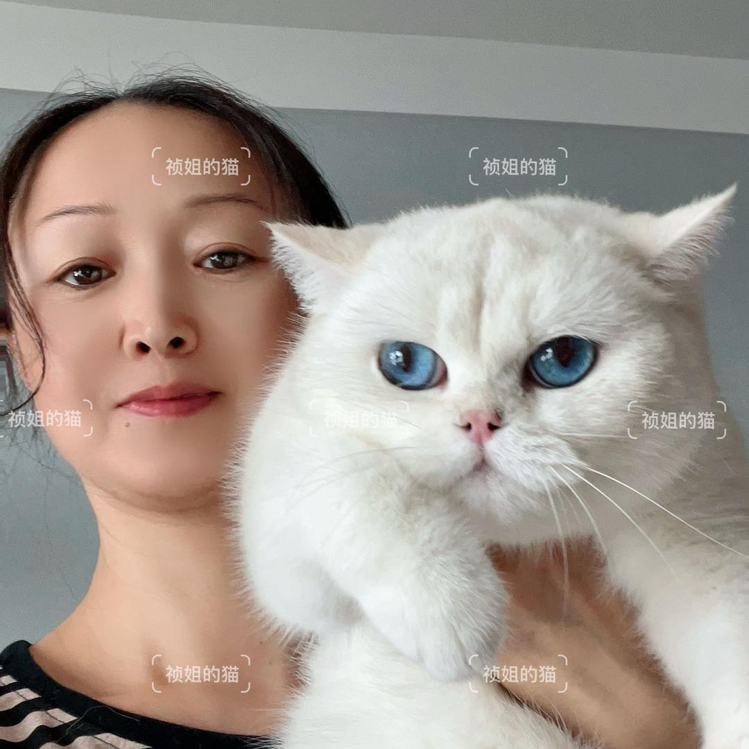 唐山自家养纯种猫祯姐