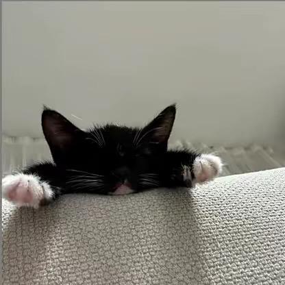 愿