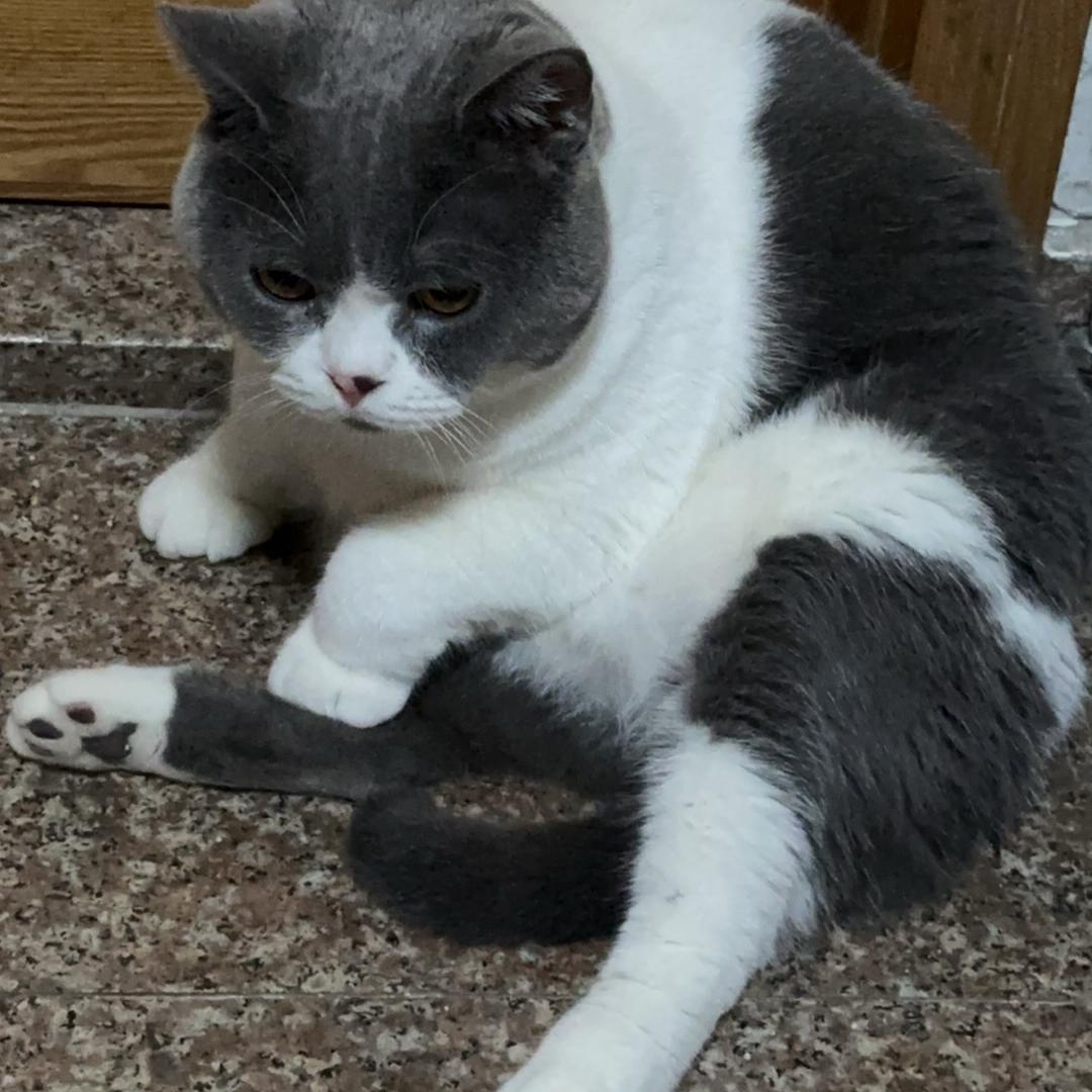 宇宙无敌超级暴龙战士