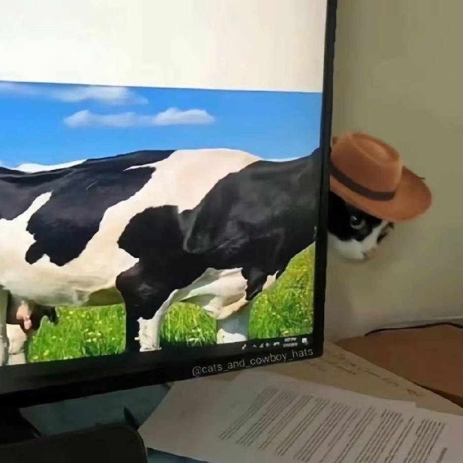猫老师