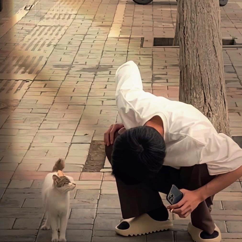 夨宠猫