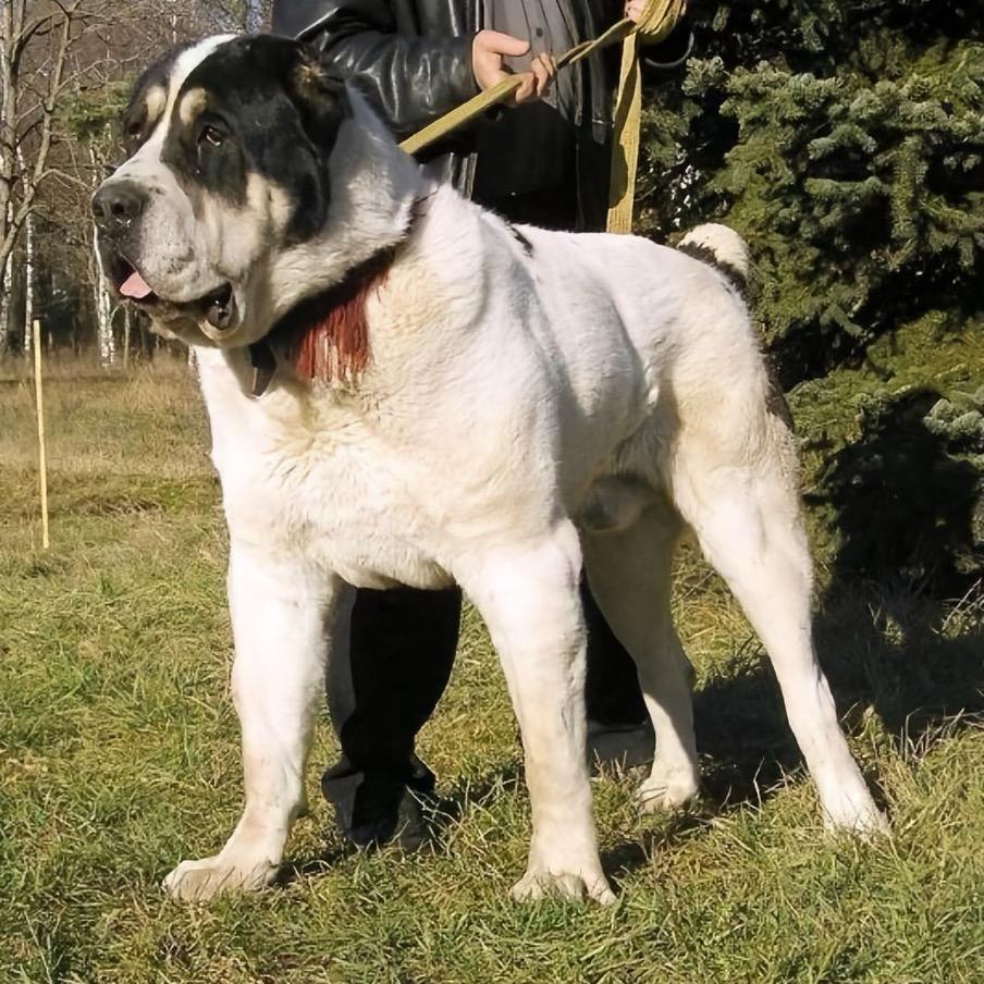 拔都中亚(土库曼斯坦猎狼犬)