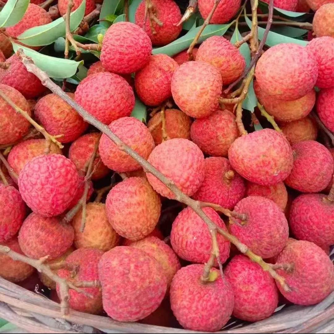 鹿鹿加油