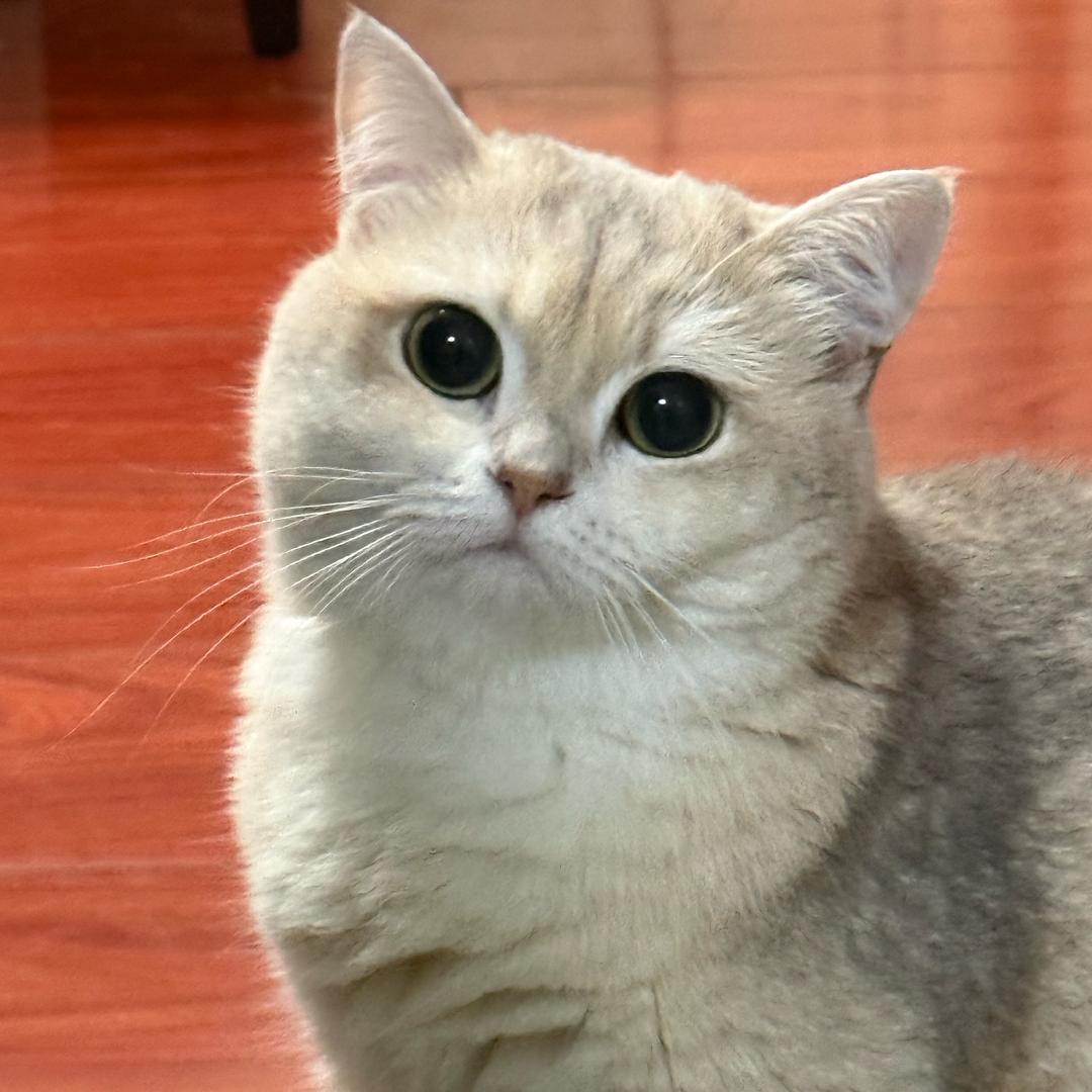 老刘哥