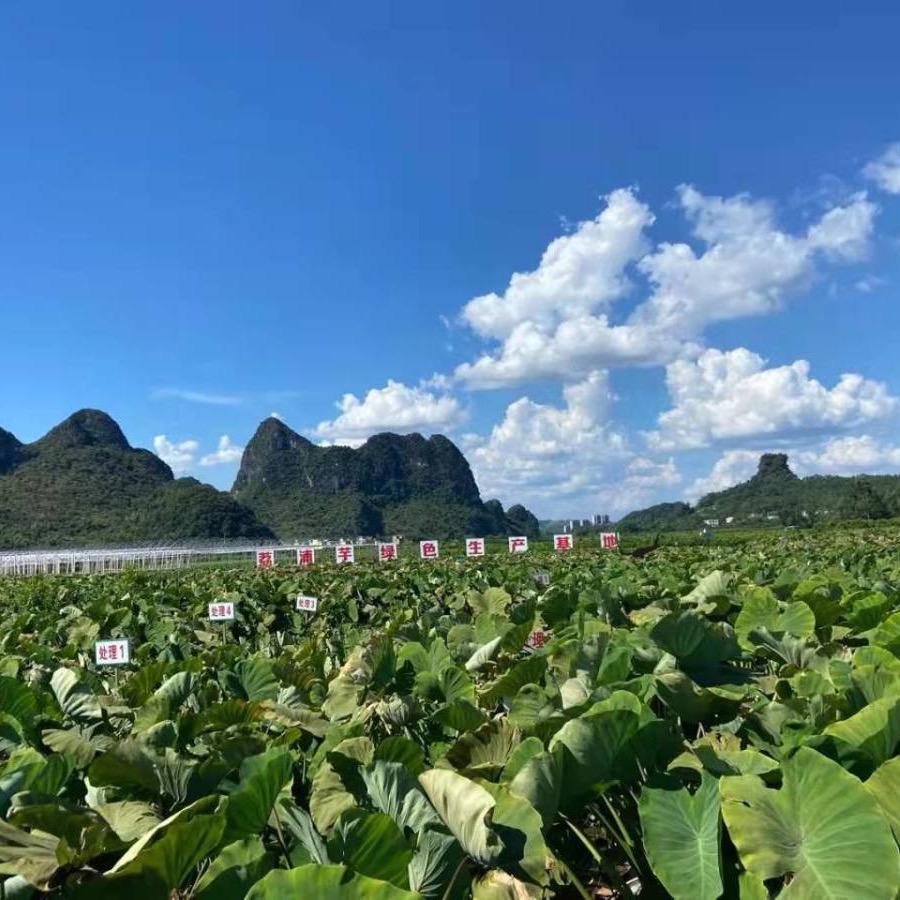 荔浦芋头砂糖橘供应链