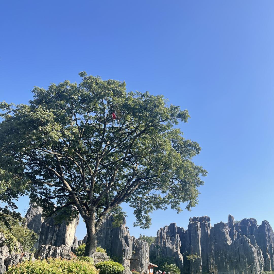 婷子-鑫启航二手精品车